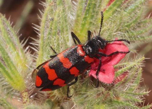 Réf. 226 858 : Mylabris abdelkaderi